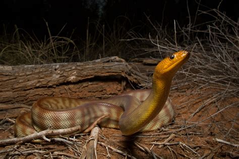 Les serpents peuvent entendre nos cris selon une nouvelle étude