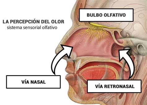 El De Lo Que Consideramos Sabor Es En Realidad Olor