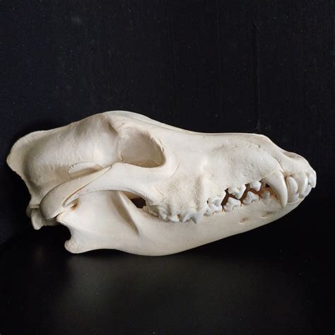 Timber Wolf Skull Skullsandskinsforsale