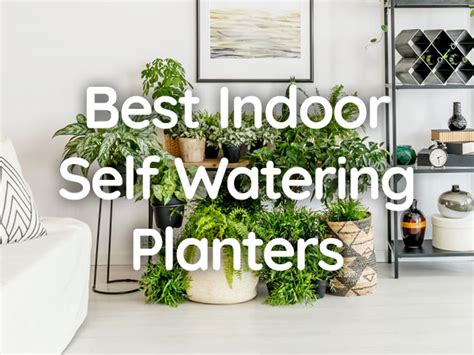 7 Best Indoor Self Watering Planters For Healthy Houseplants Plant Index