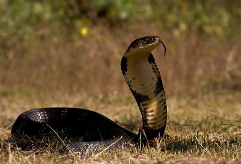 King Cobra The Biggest Animals Kingdom