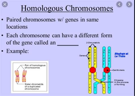 Homologous Chromosomes Definition Functions And Examples