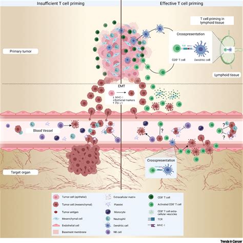 Antimetastatic Defense By Cd8 T Cells Trends In Cancer