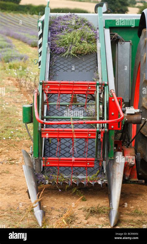 Farm Machinery Used In The Harvest Of Lavender At Heacham Norfolk