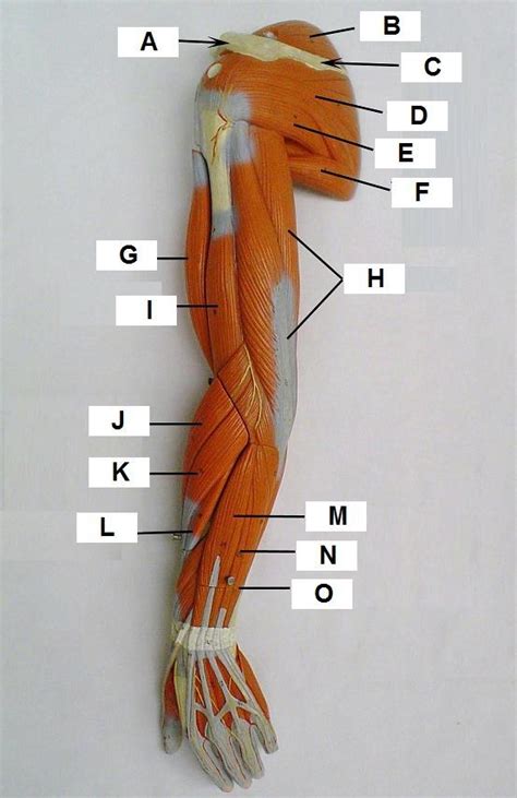 Arm Muscles posterior view of left arm Diagram | Quizlet