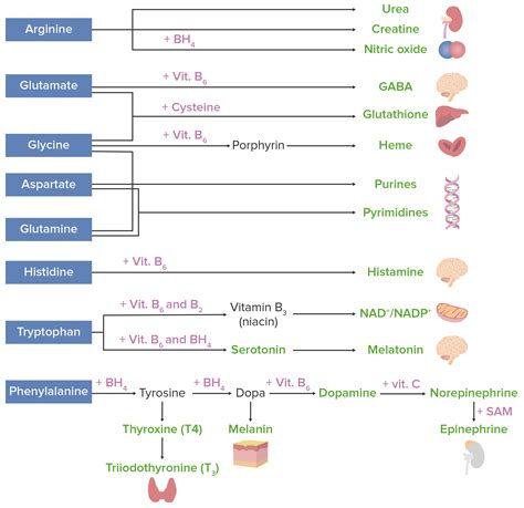 Catabolism Of Amino Acids Concise Medical Knowledge