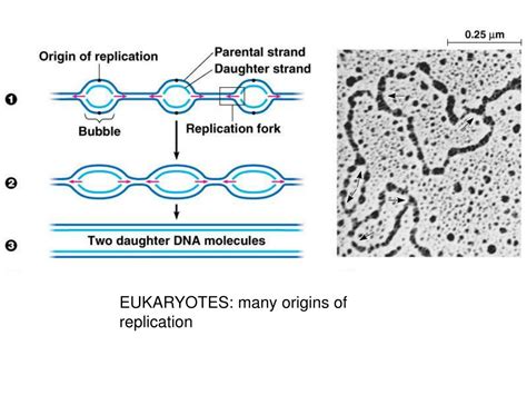 Ppt Dna And The Central Dogma Powerpoint Presentation Free Download