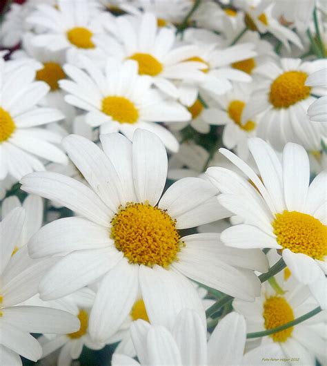 Daisies Free Stock Photo Public Domain Pictures