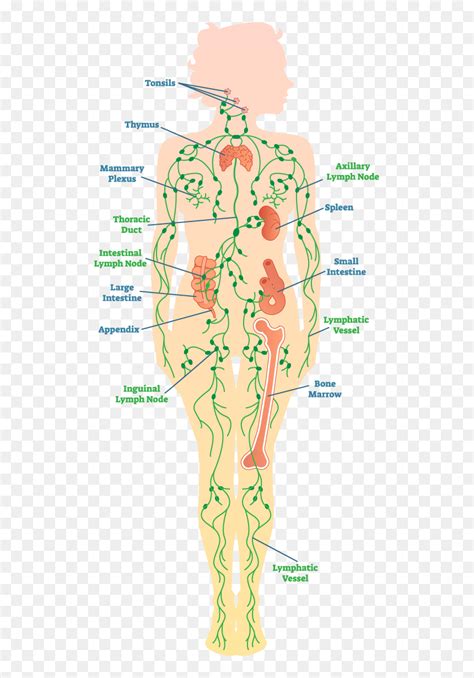 Lymph Nodes In Legs Diagram