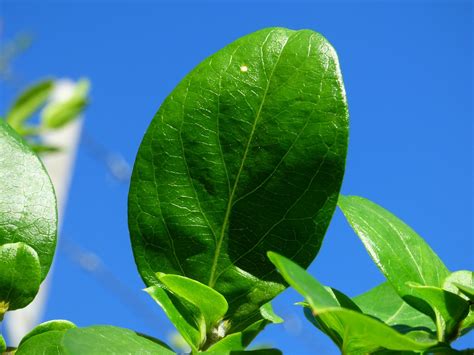 Hoja Planta Frescura Foto Gratis En Pixabay Pixabay