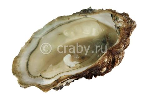 Устрицы Фин де Клер
