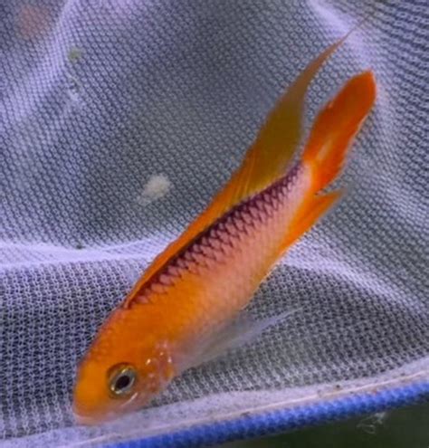 Apistogramma Agassizi Gold Fire Red Oz Aquarium Fish