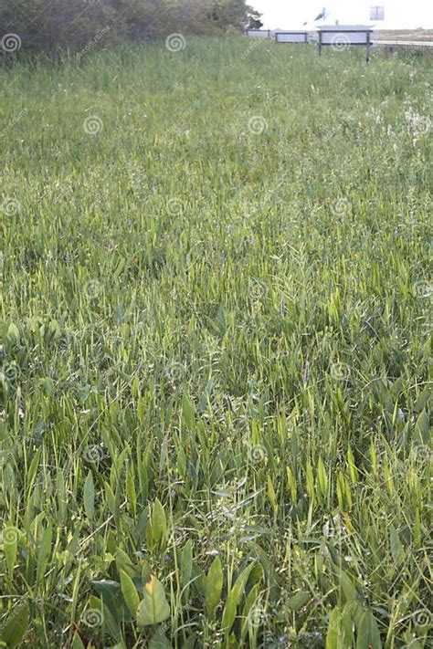 Swamp Grass And Plants In The Everglades Stock Photo Image Of Swamp