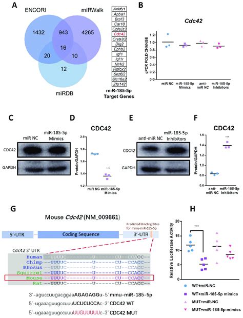 Cdc Is A Direct Target Of Mir P A The Intersection Of