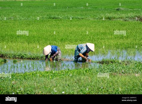 Farmer Working In The Rice Field Asian Farmer Transplant Rice Seedlings