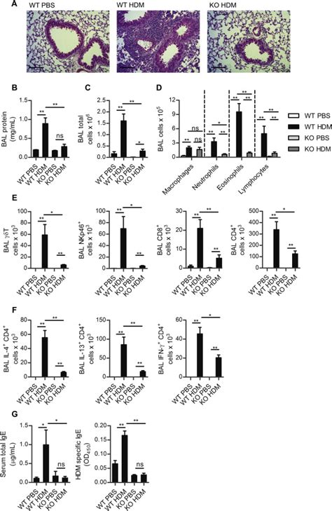 Inflammation in HDM-allergic airway disease is NKG2D dependent. A ... 