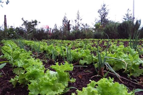 El Suelo F Rtil Es Imprescindible En La Huerta Ecos De La Tierra