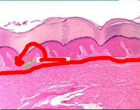 Integumentary System Lab Flashcards Quizlet