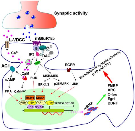 Frontiers Group I Metabotropic Glutamate Receptor Mediated Gene