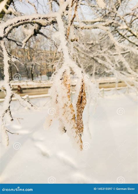 Sementes Do Linden Nos Cristais Da Geada Imagem De Stock Imagem De