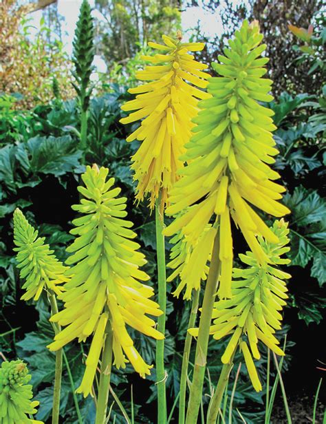 Kniphofia Ascot Lemon Tesselaar