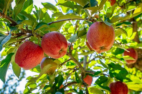 Learn How To Grow Your Own Apple Tree Door County Pulse