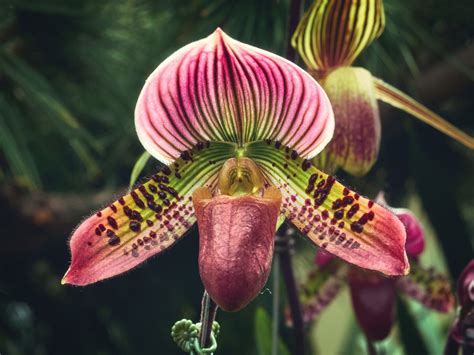 14 Different Types Of Orchids Definition Flowers And Facts Go Get