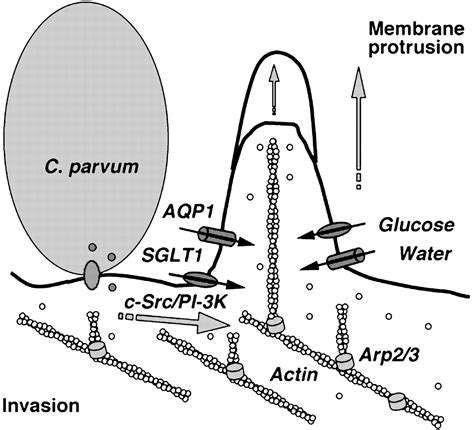 Localized Glucose And Water Influx Facilitates Cryptosporidium Parvum