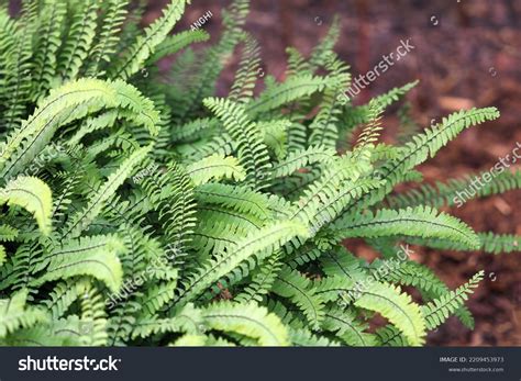 Adiantum Over 3515 Royalty Free Licensable Stock Photos Shutterstock