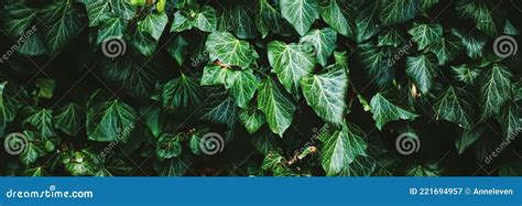 Green Shrub Wall As Plant Texture Nature Background And Botanical Design Stock Image Image Of