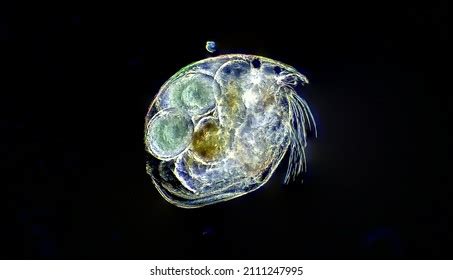 472 Flea microscope Images, Stock Photos & Vectors | Shutterstock