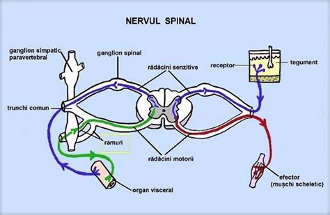 Nervii Spinali Nervii Spinali Reprezintă Căile De Conducere A