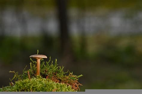 Mushroom Moss Forest Free Photo On Pixabay