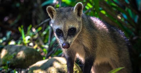 Manu National Park Tours From Cusco Days