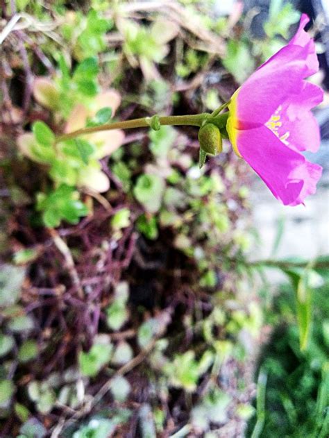 A Pink Flower That Is Growing Out Of The Ground