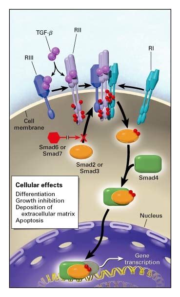 Role Of Transforming Growth Factor β In Human Disease Nejm