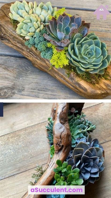 Driftwood Succulent Planter Ideas For Your Home Succulent Planter