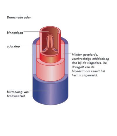 Kaarten Biologie Hfst Bloedsomloop Bloedvaten Kgt Quizlet