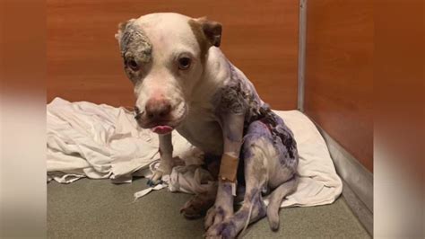 Severely Abused Dog Recovering In Swfl Rescue Seeks Justice