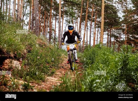 Downhill Rider Athlete Rides Race On Trail In Pine Forest Stock Photo