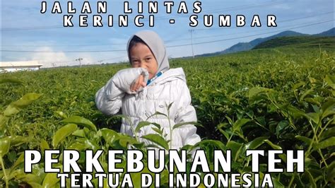 Perkebunan Teh Kayu Aro Kerinci Kebun Teh Kayu Aro Teh Hitam Kayu