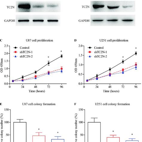 Effect Of Tc2n Knockdown On Inhibiting Glioma Proliferation A B The