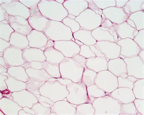 Adipose Connective Tissue Diagram Quizlet