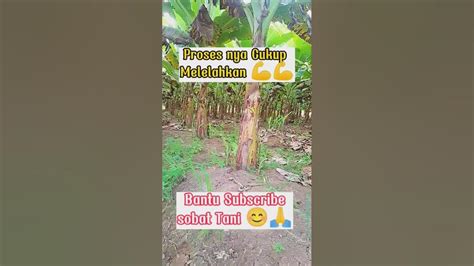 Kebun Pisang Pisang Petanipisang Petani Youtube