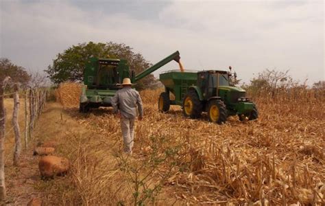 Sequía afecta a productores de arroz y maíz en Coclé Panamá América