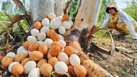 Wow Amazing Fishing A Female Fisherman Pick A Lots Of Duck Eggs In A