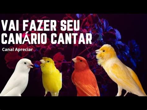 MELHOR CANTO PARA ESTIMULAR SEU CANÁRIO BELGA YouTube