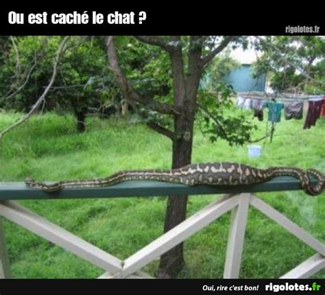 Ou Est Cach Le Chat Blagues Et Les Meilleures Images Dr Les