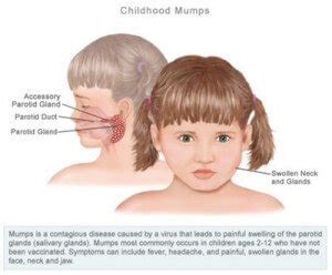 Mastoid Process : Definition, Location, Function and Pain - (updated in ...