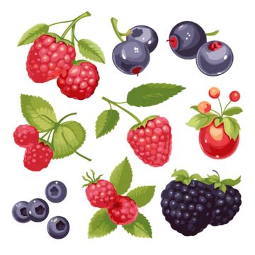 Berries Clipart Set Of Illustrations For Various Kinds Of Berries